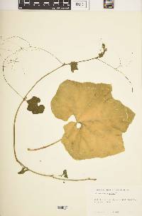 Trichosanthes anguina image