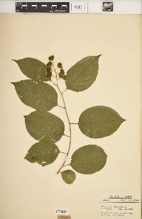 Celastrus scandens image