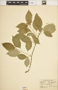 Celastrus scandens image