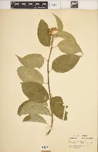 Celastrus scandens image