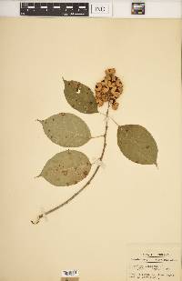 Celastrus scandens image