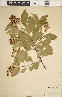 Celastrus scandens image