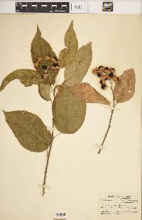 Celastrus scandens image