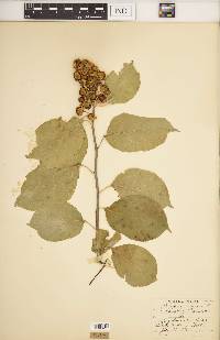 Celastrus scandens image