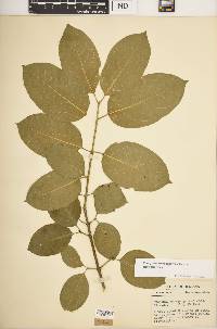 Euonymus atropurpureus image