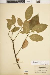 Euonymus atropurpureus image