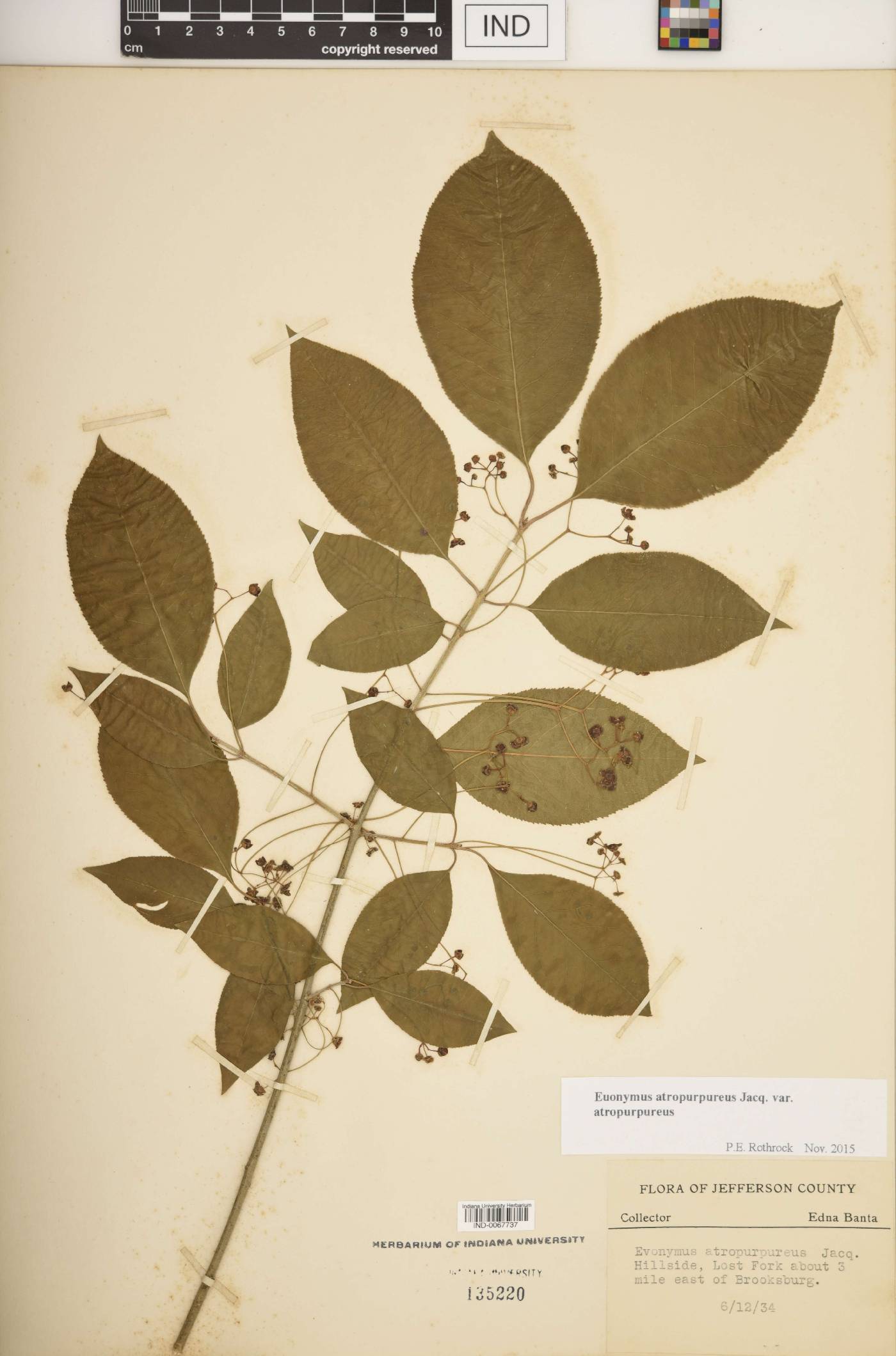 Euonymus atropurpureus var. atropurpureus image