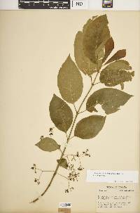 Euonymus atropurpureus var. atropurpureus image