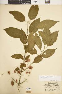 Euonymus atropurpureus var. atropurpureus image