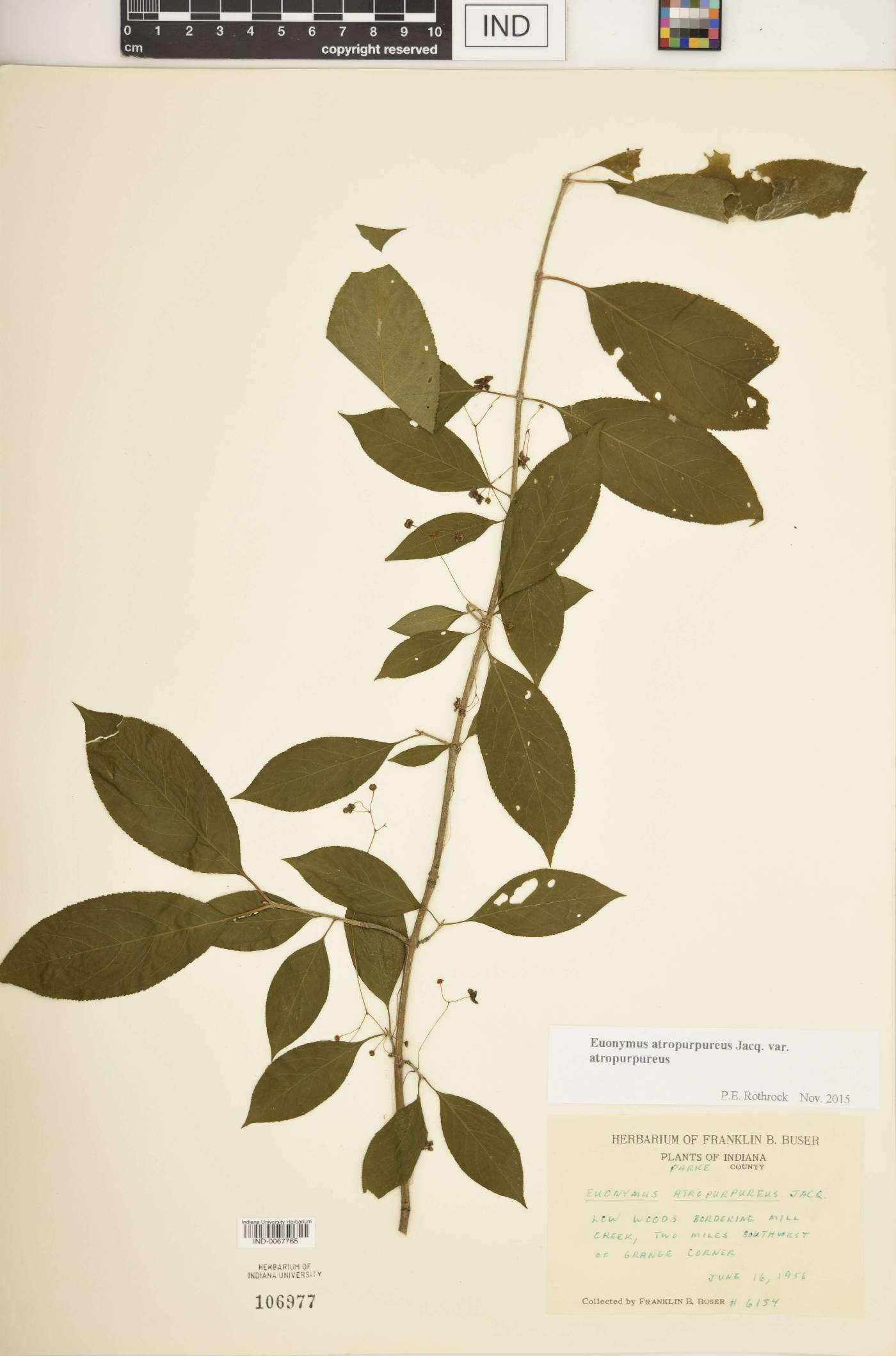 Euonymus atropurpureus var. atropurpureus image