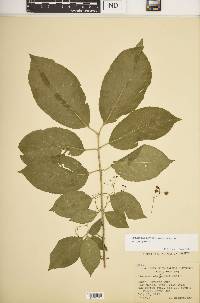 Euonymus atropurpureus image