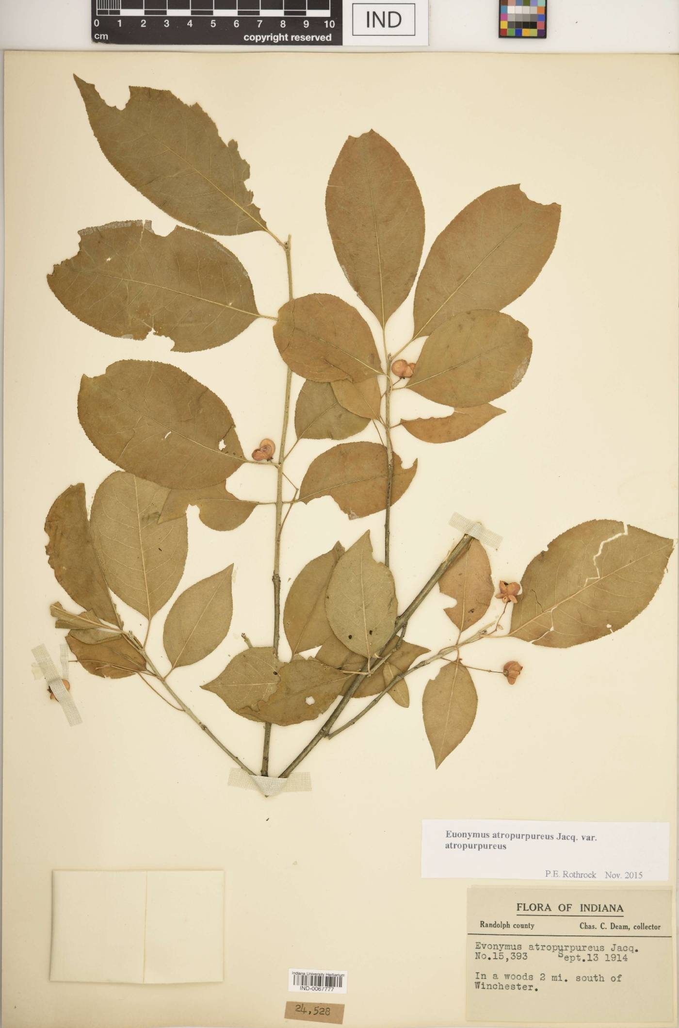 Euonymus atropurpureus var. atropurpureus image