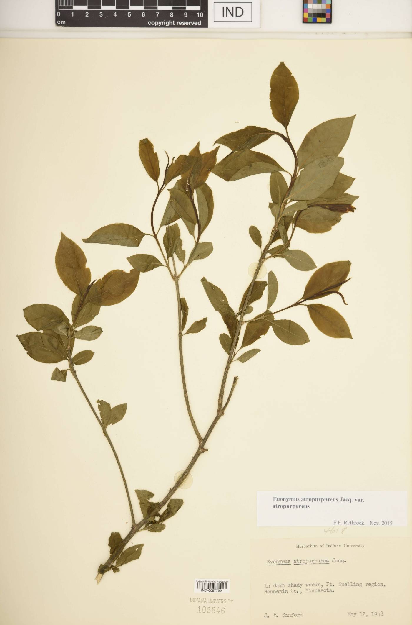Euonymus atropurpureus var. atropurpureus image