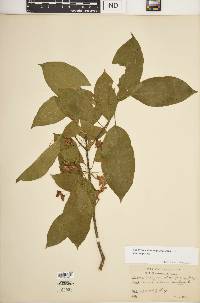 Euonymus atropurpureus var. atropurpureus image