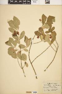 Euonymus obovatus image