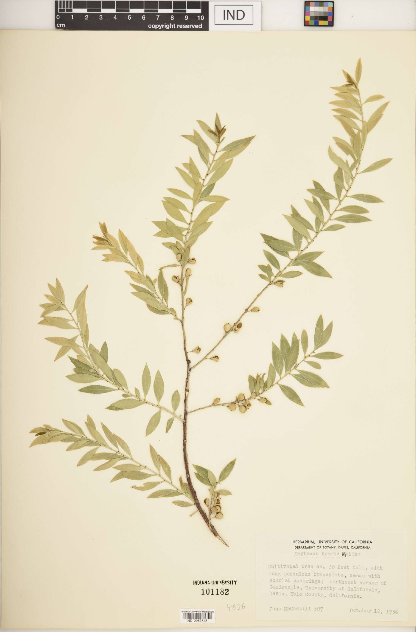 Maytenus boaria image
