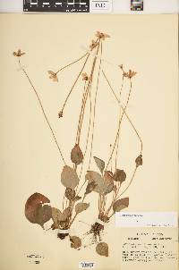 Parnassia glauca image