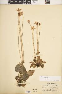 Parnassia glauca image