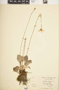 Parnassia glauca image