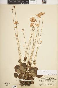 Parnassia glauca image