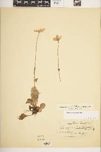 Parnassia grandifolia image