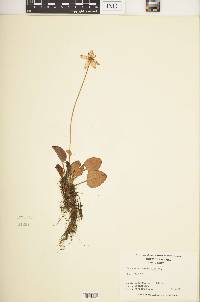 Parnassia grandifolia image