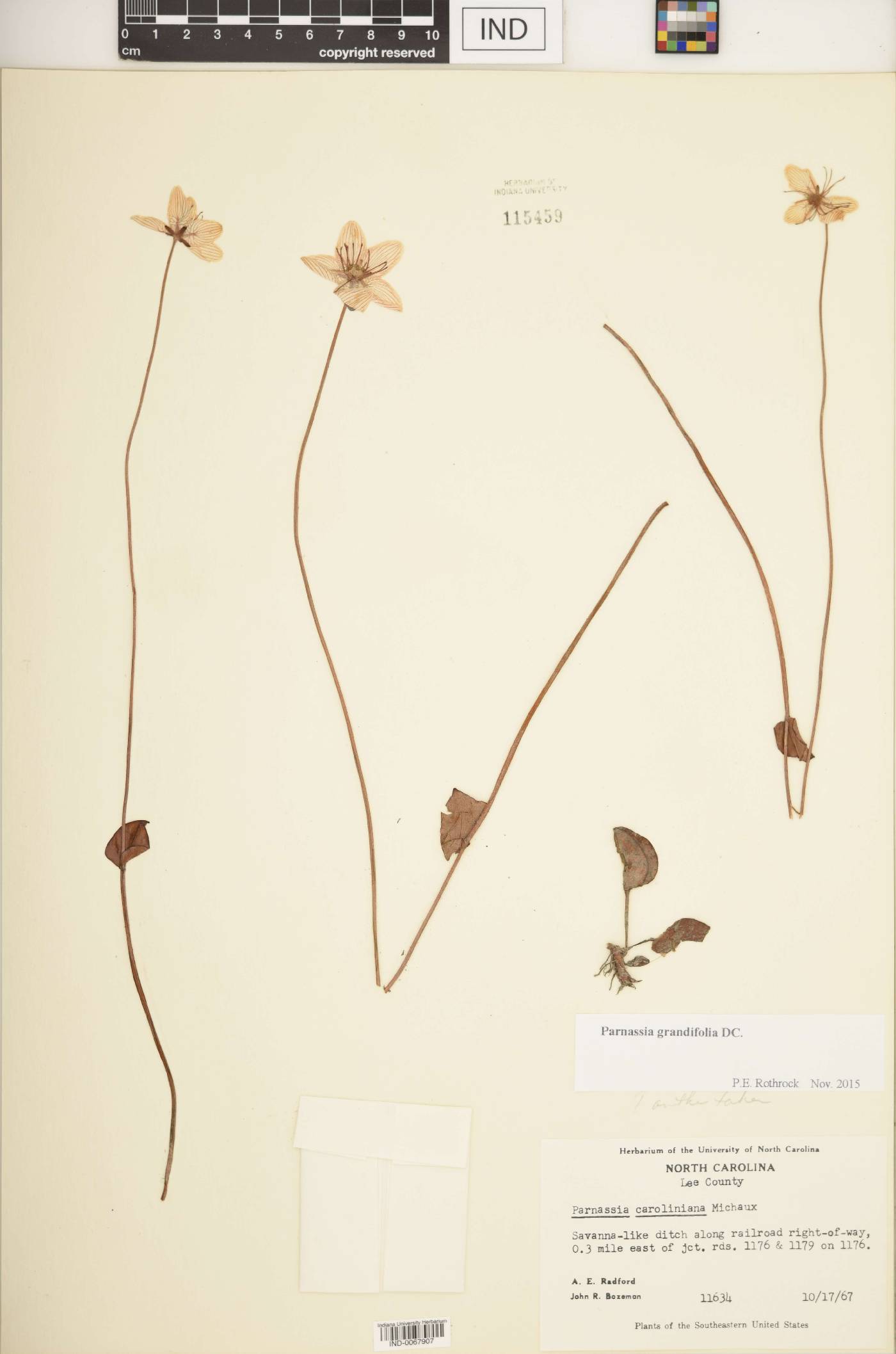 Parnassia caroliniana image