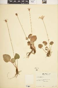 Parnassia grandifolia image