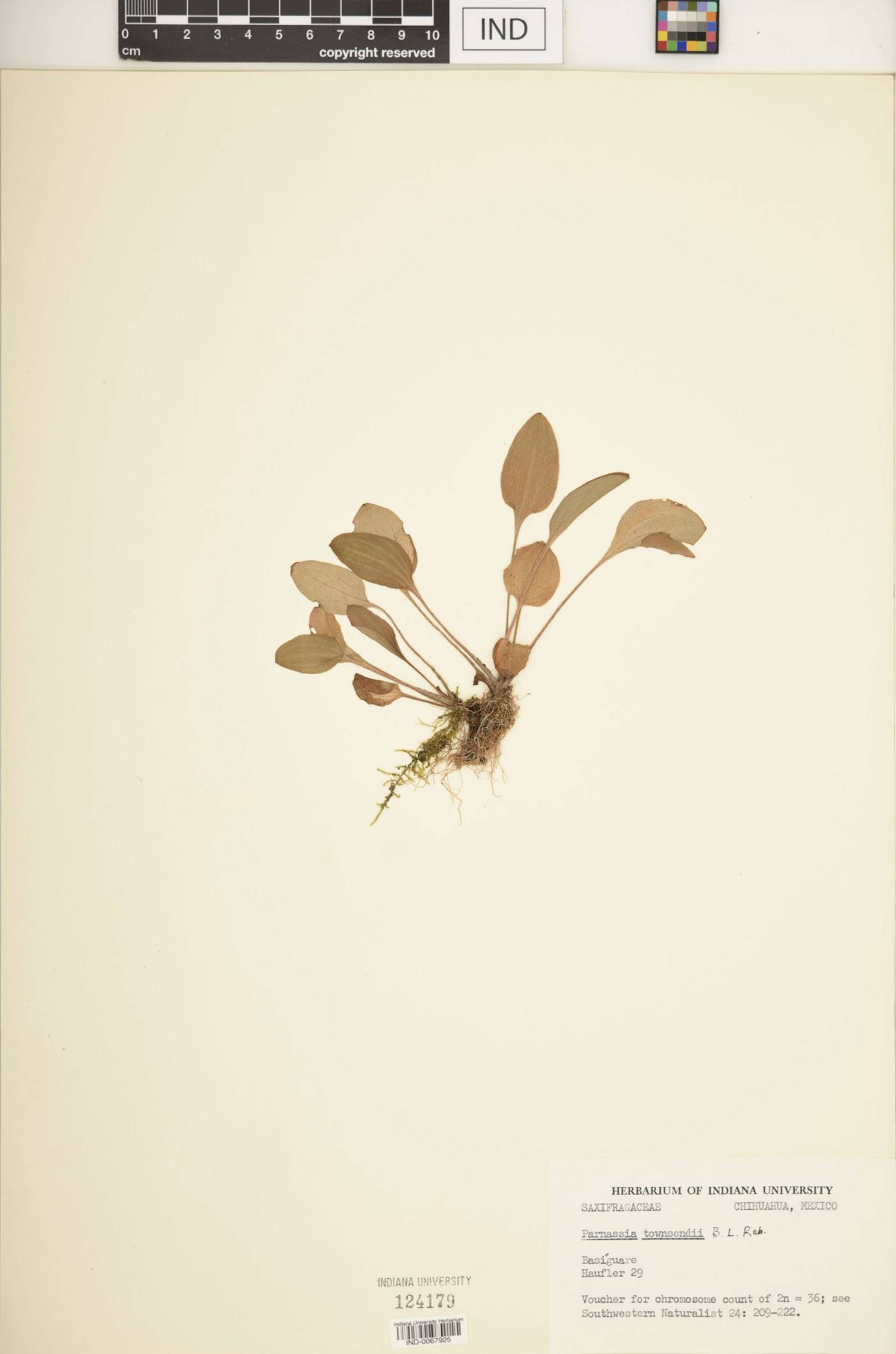 Parnassia townsendii image