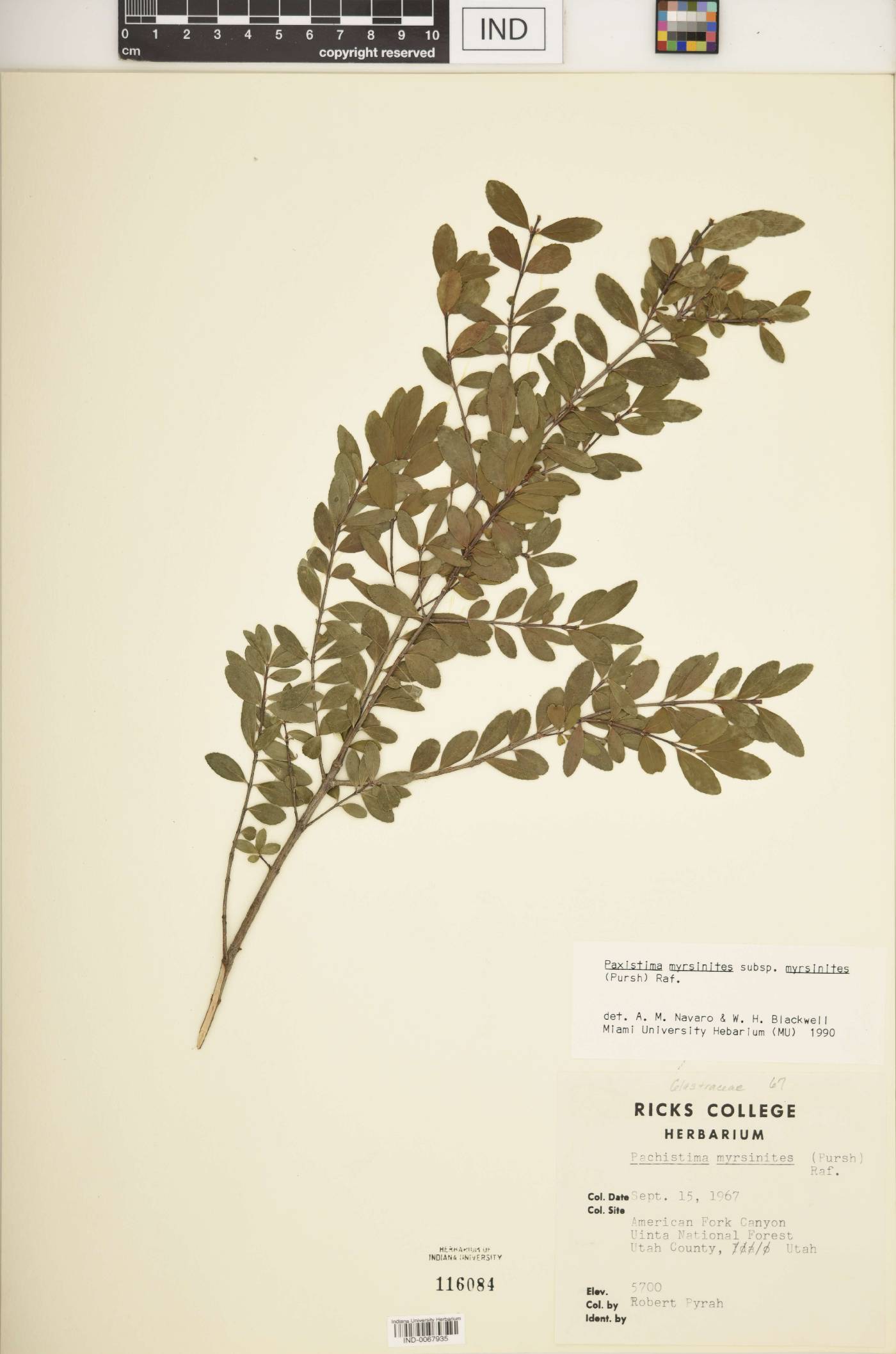 Paxistima myrsinites subsp. myrsinites image