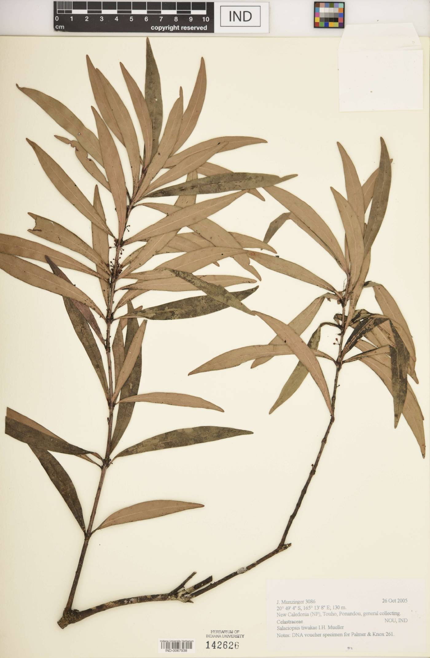Salaciopsis tiwakae image