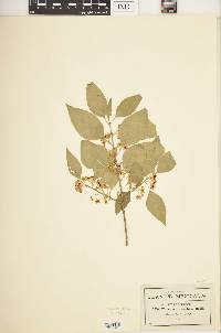 Wimmeria persicifolia image