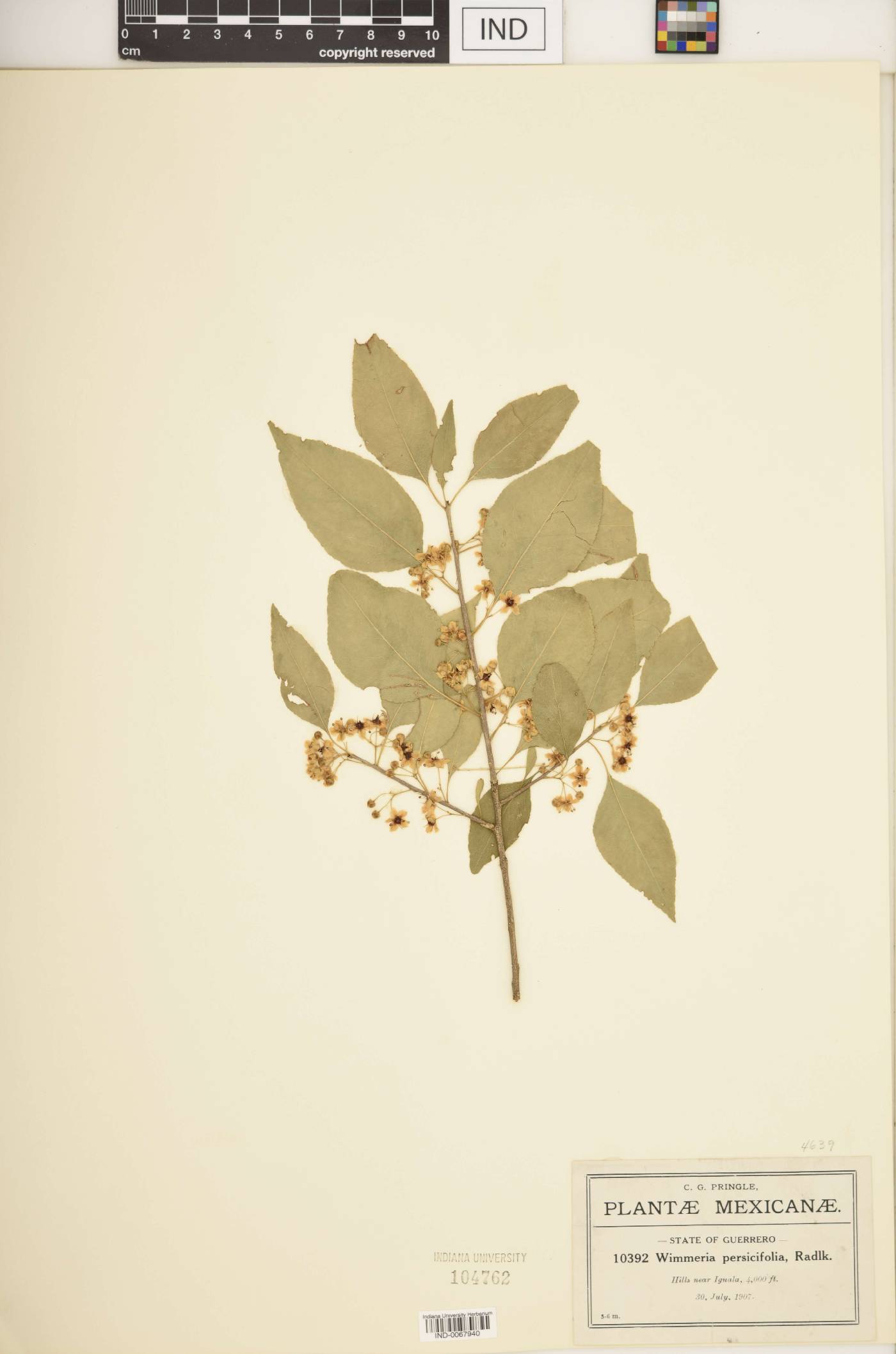 Wimmeria persicifolia image