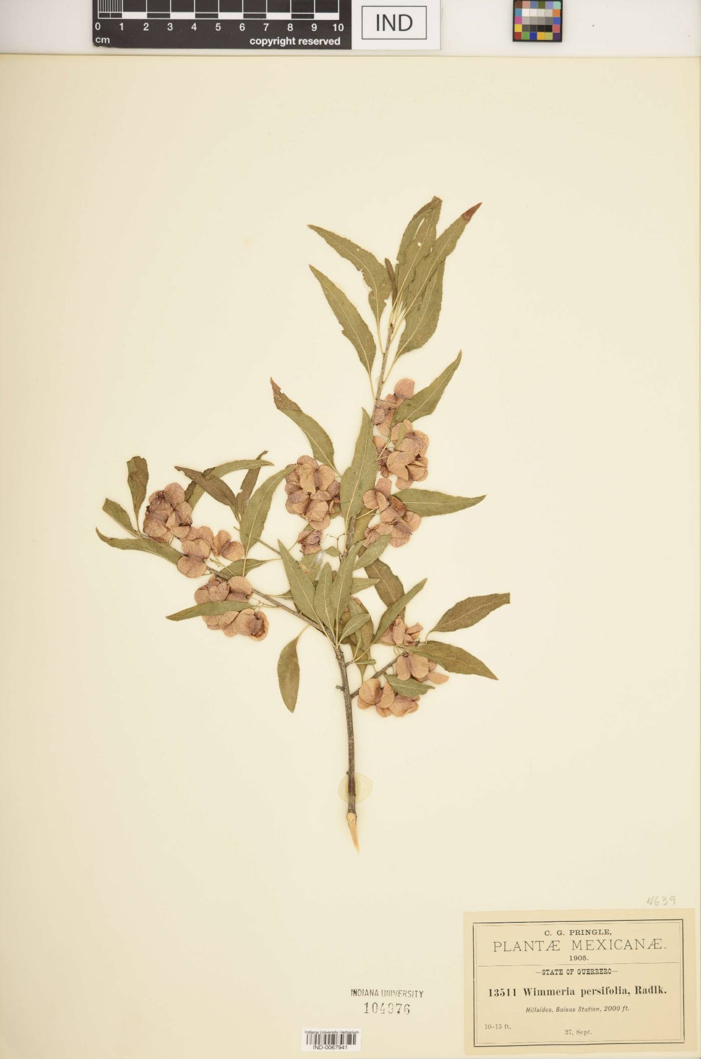 Wimmeria persicifolia image