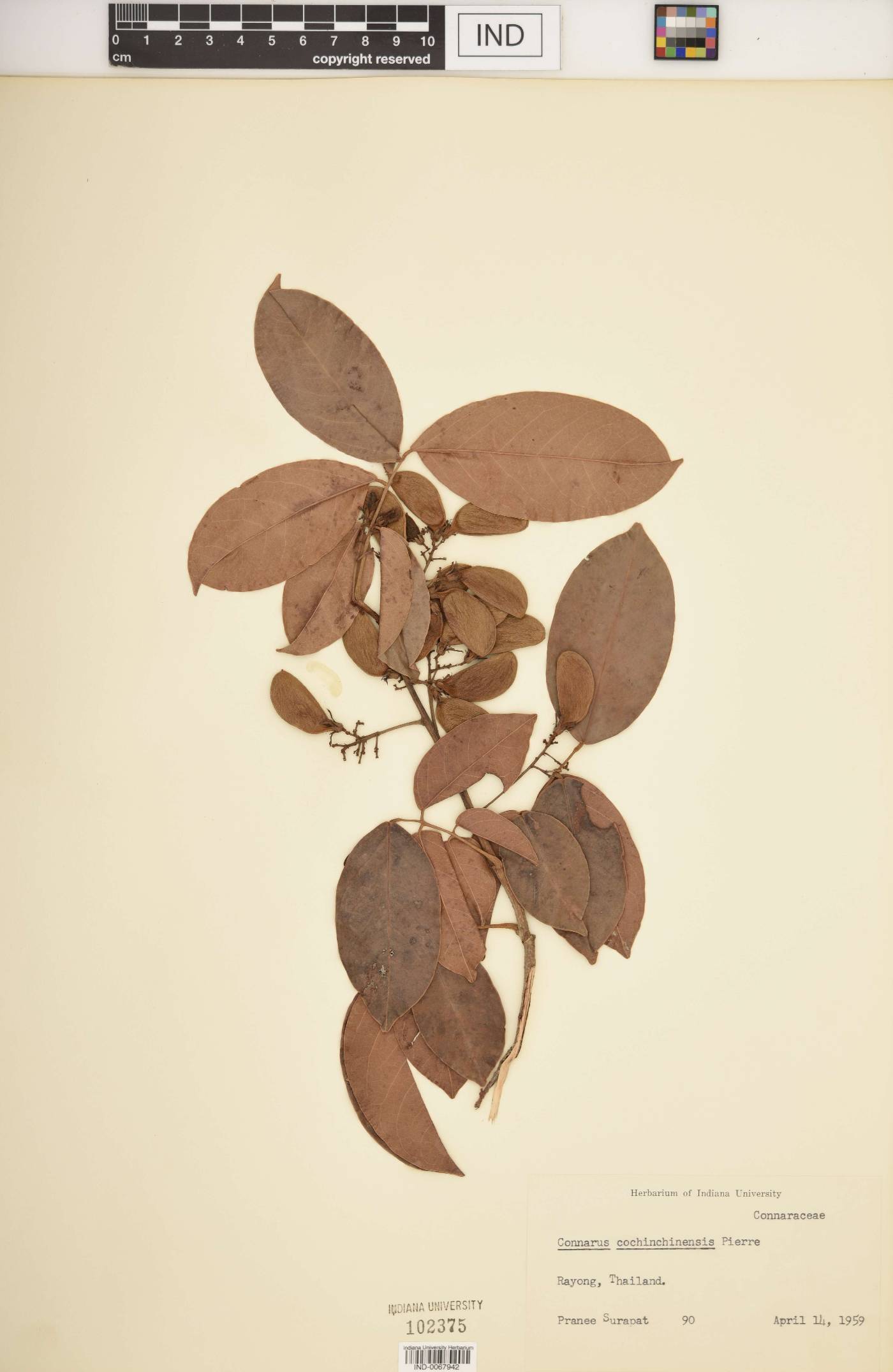 Connarus cochinchinensis image