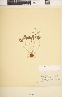 Oxalis debilis image