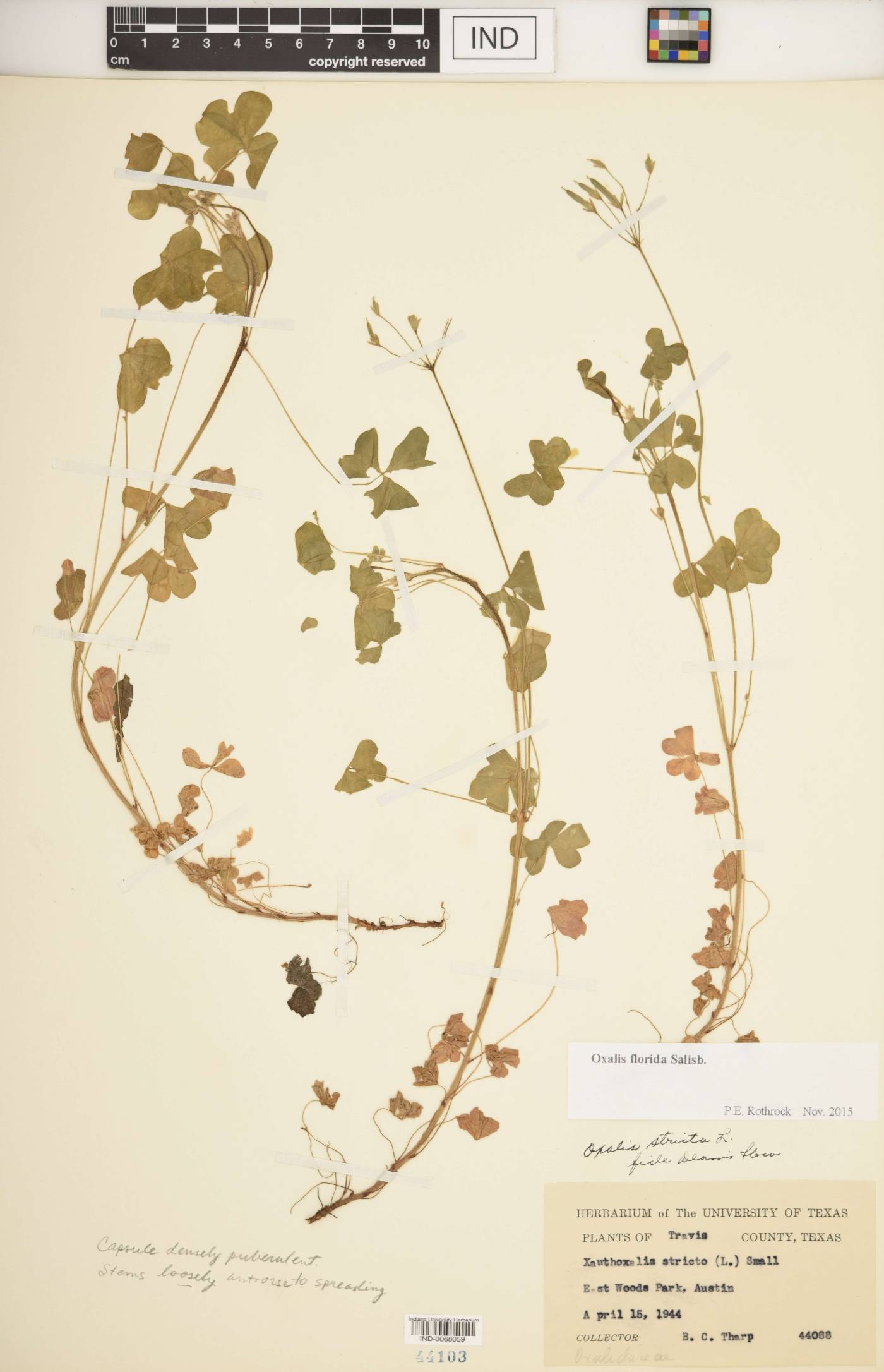 Oxalis florida image