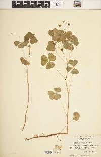 Oxalis grandis image