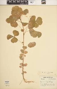 Oxalis grandis image