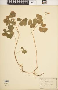 Oxalis grandis image