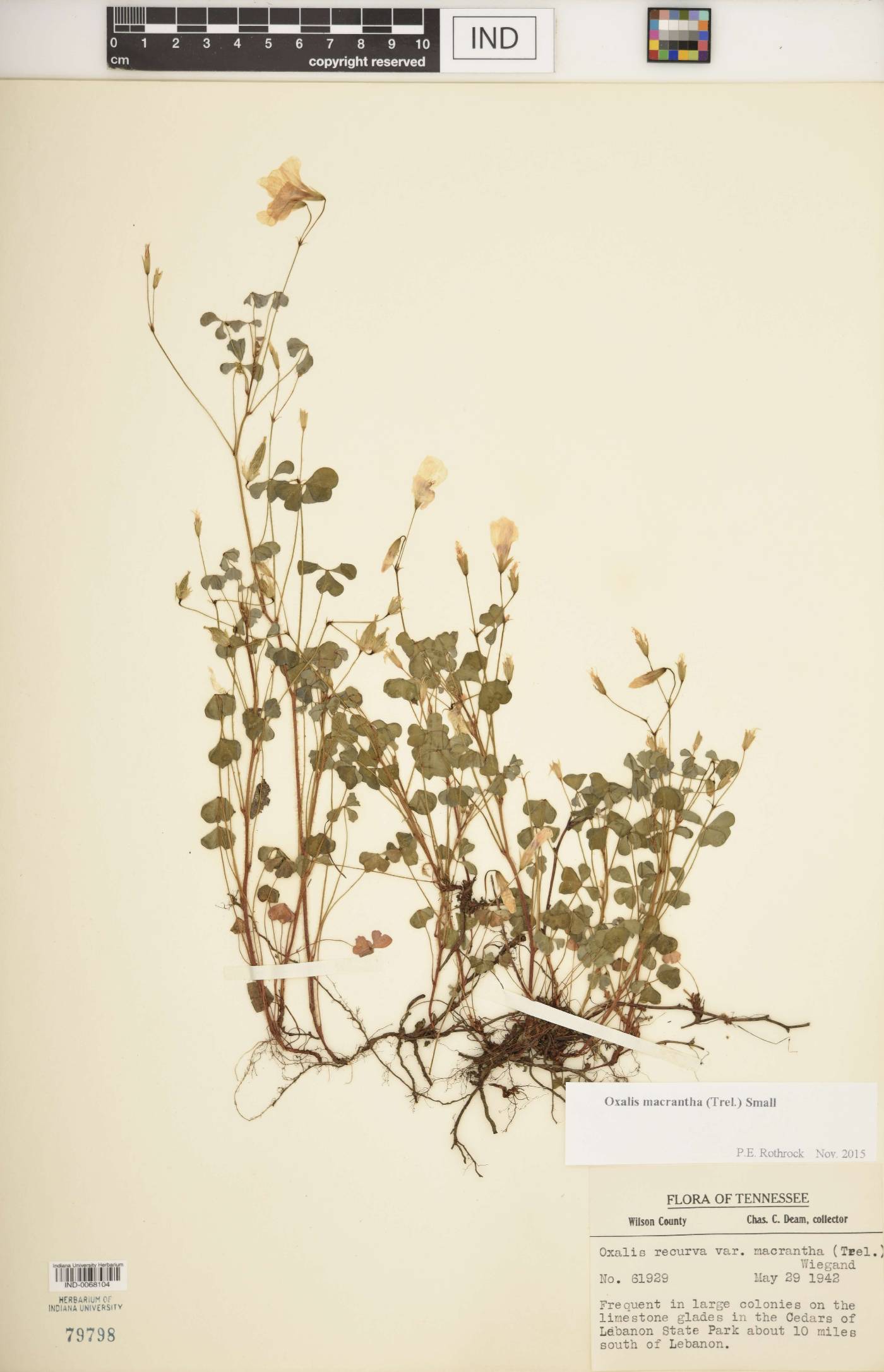 Oxalis priceae image