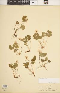 Oxalis montana image