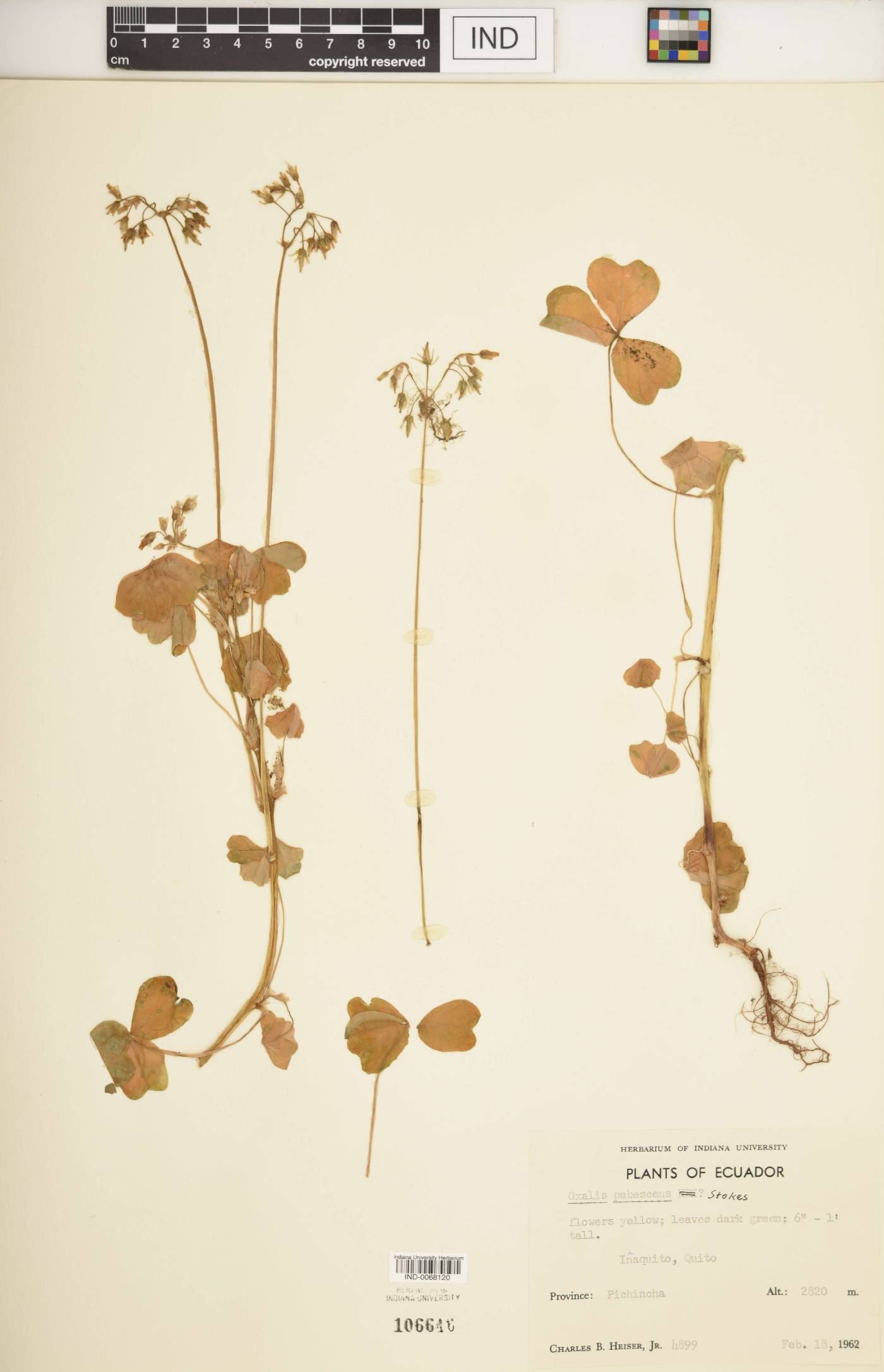 Oxalis pubescens image