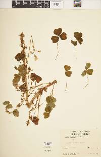 Oxalis tuberosa image