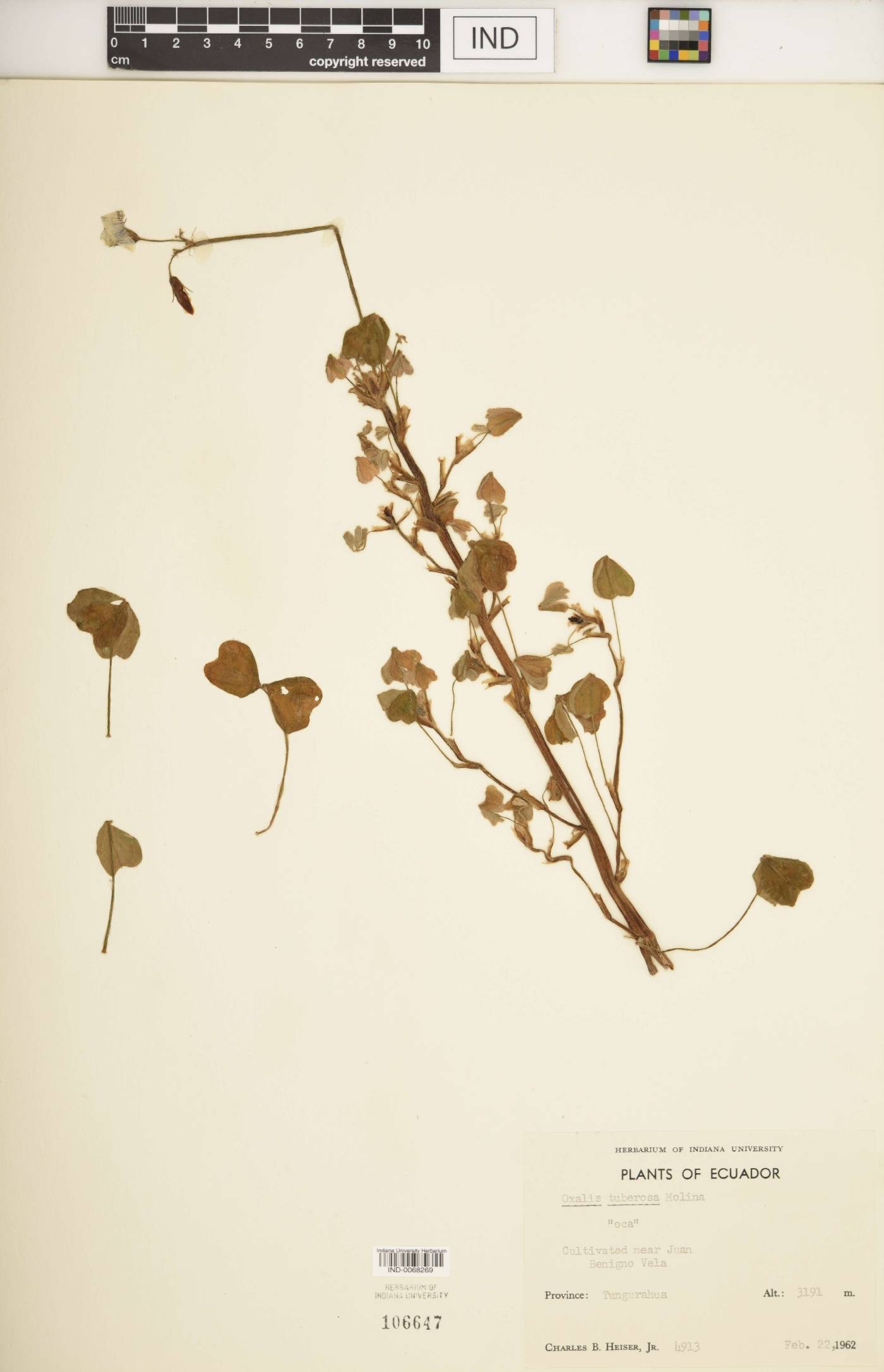Oxalis tuberosa image