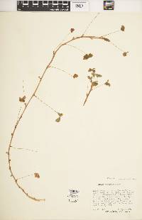 Oxalis tuberosa image