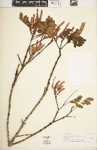 Image of Cunonia austrocaledonica