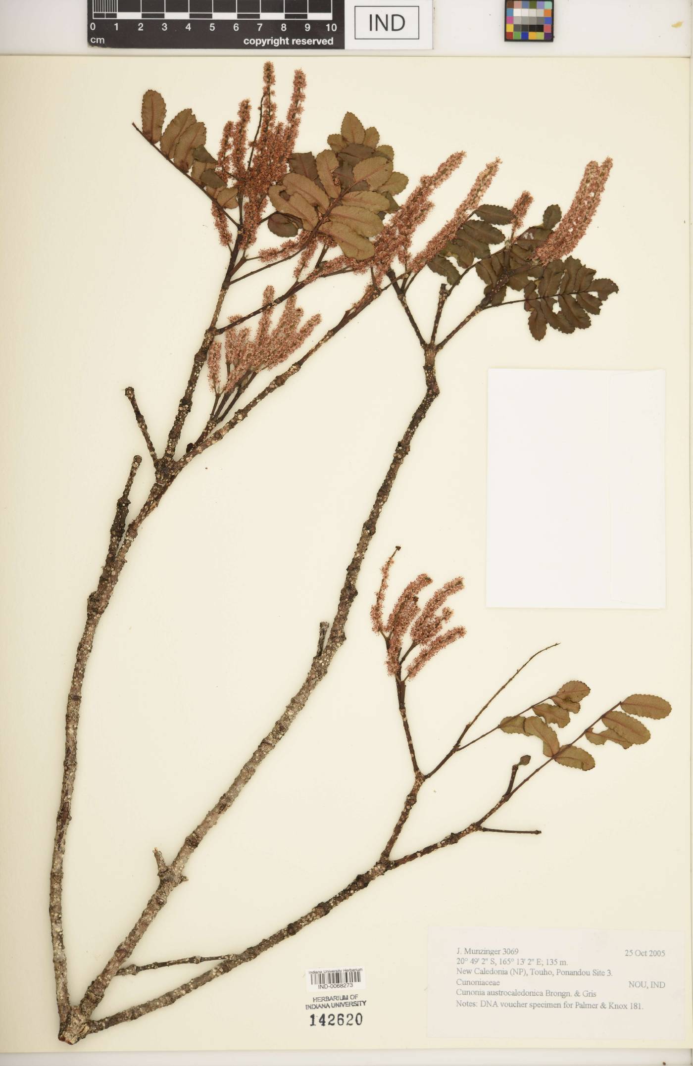 Cunonia austrocaledonica image