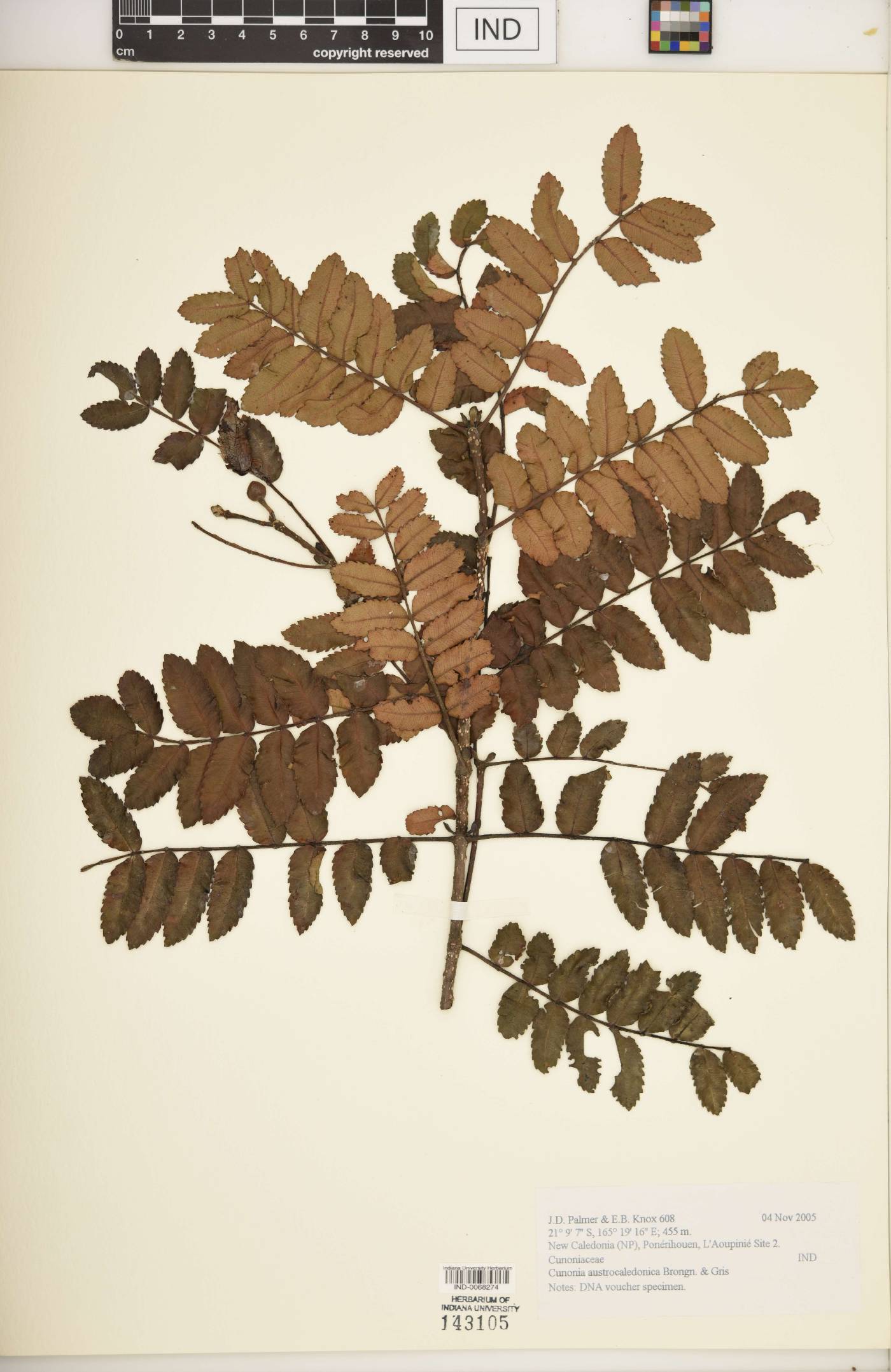 Cunonia austrocaledonica image