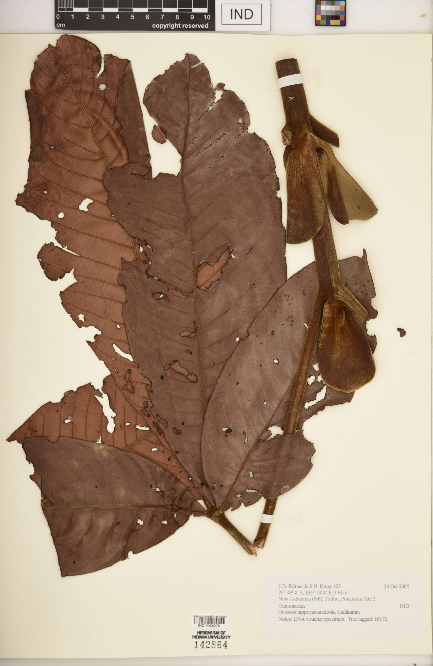 Geissois hippocastaneifolia image